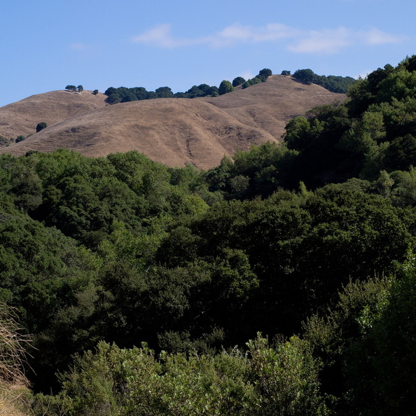 East Bay hills2011d26c021.jpg